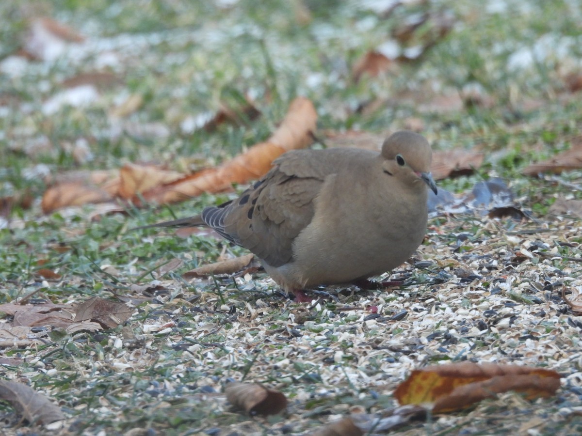Mourning Dove - ML647522203