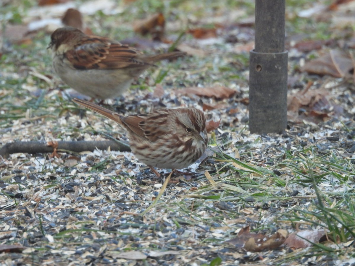 Song Sparrow - ML647522212
