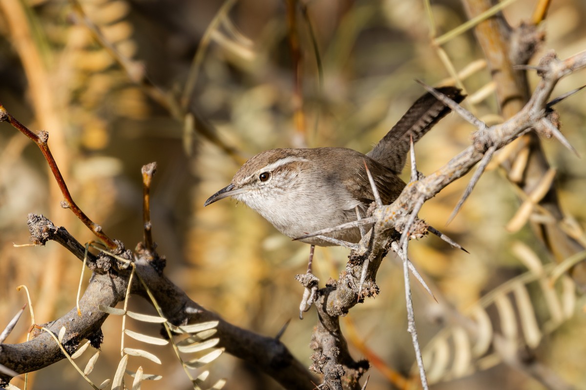 Buschzaunkönig - ML647522250