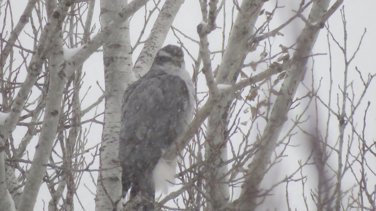 Azor Norteamericano - ML647522266