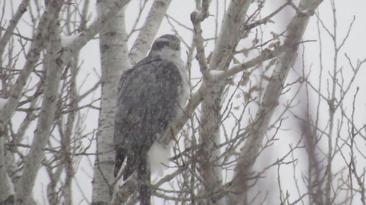 Azor Norteamericano - ML647522267