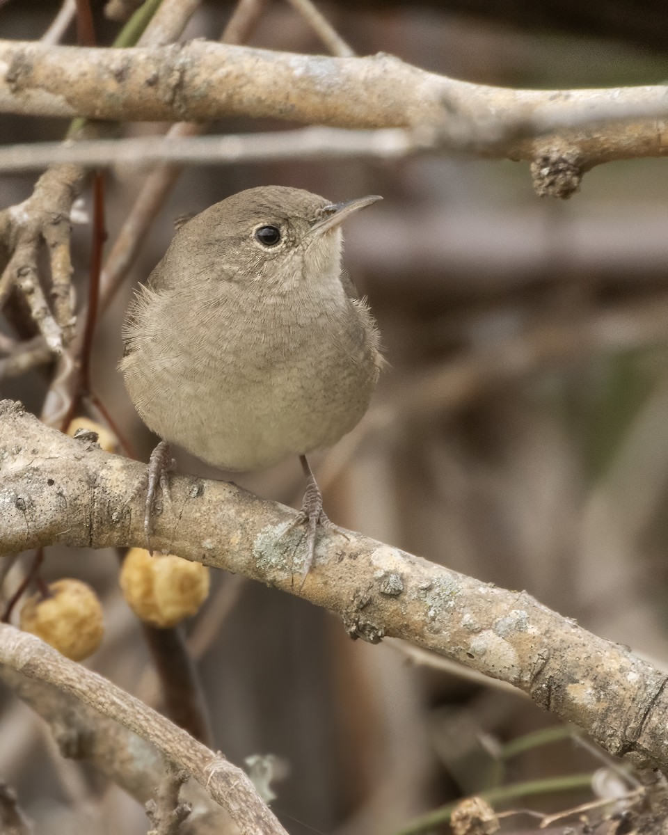 Northern House Wren - ML647522295