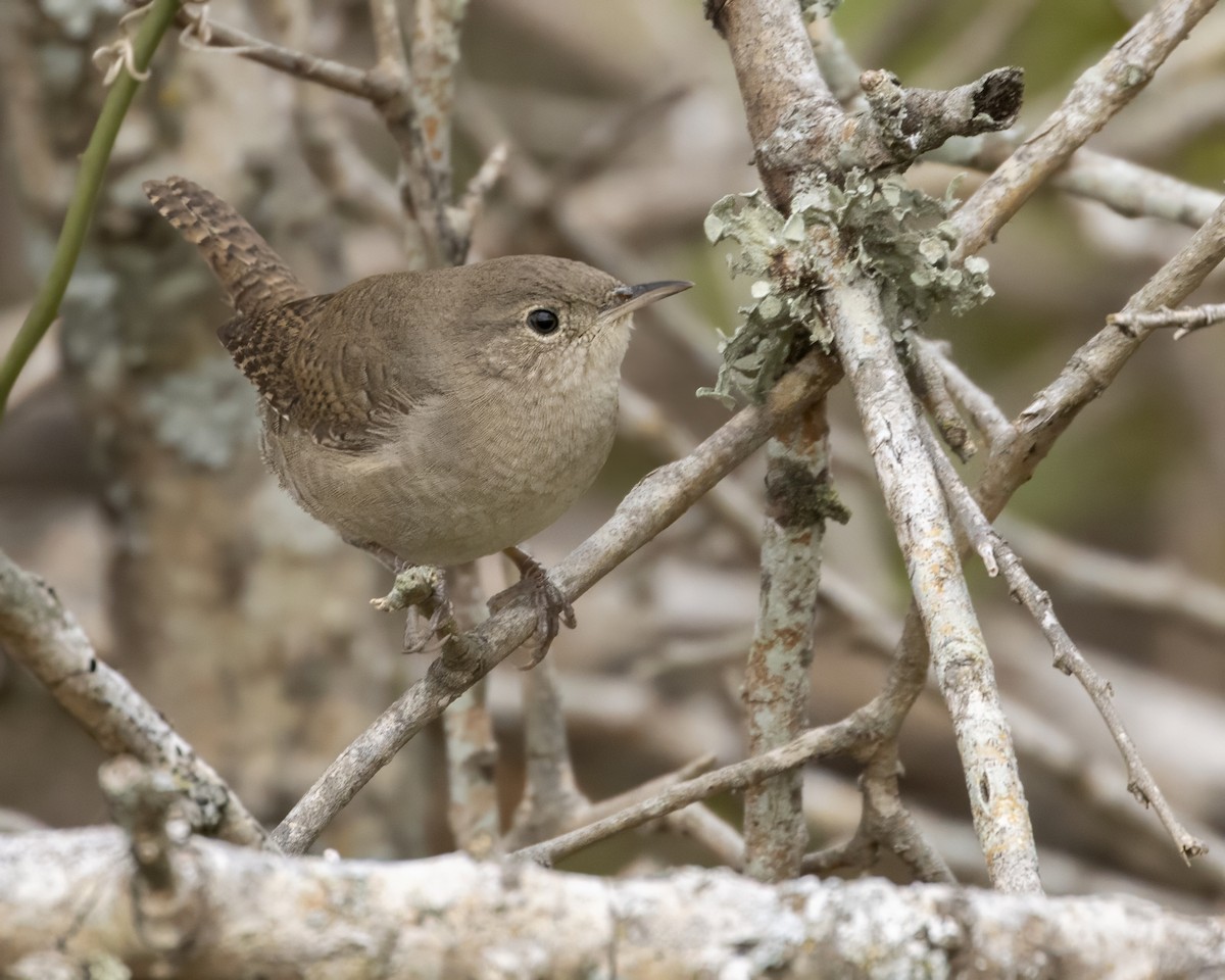 Northern House Wren - ML647522296