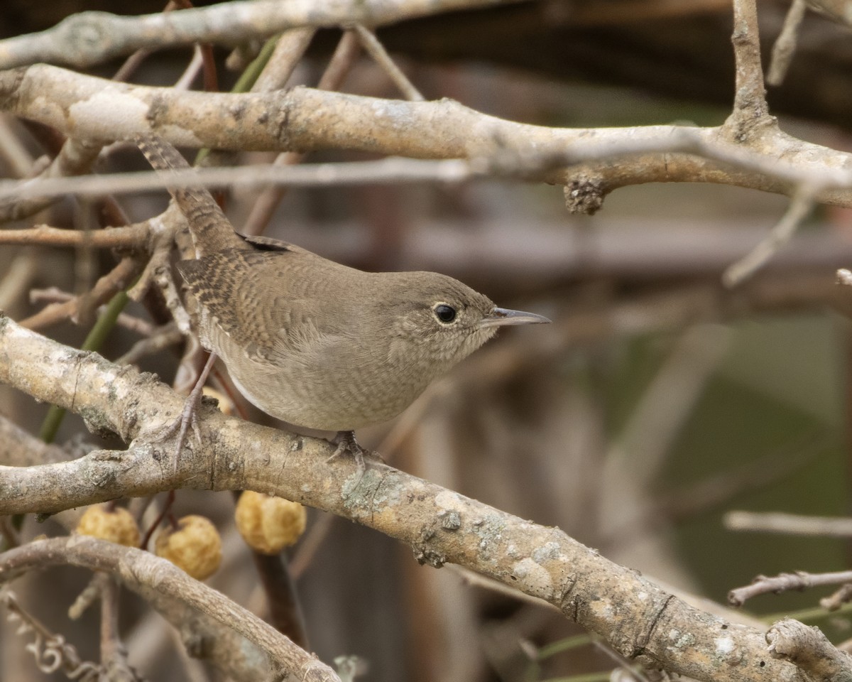 Northern House Wren - ML647522297