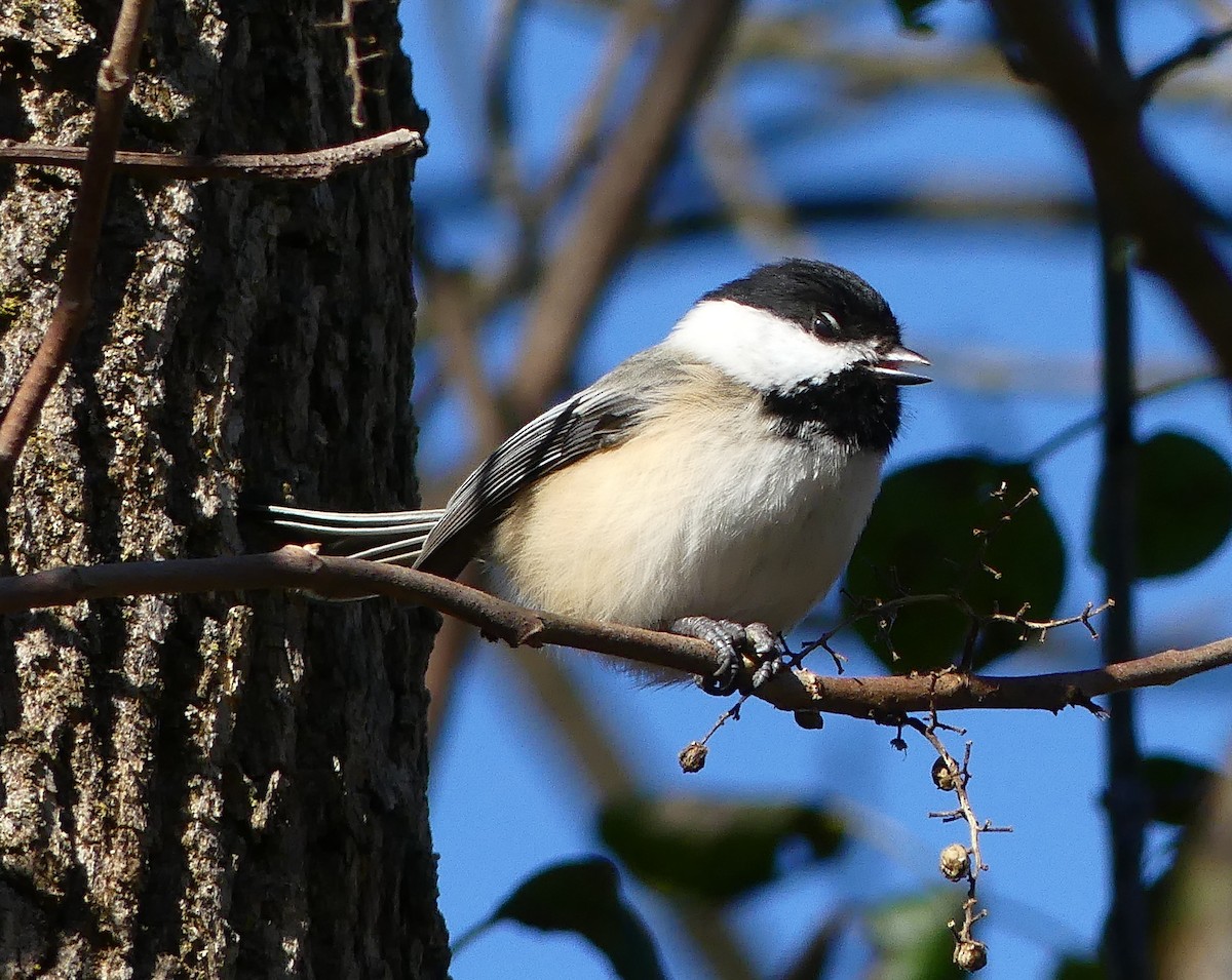 Гаїчка світлокрила - ML647522301