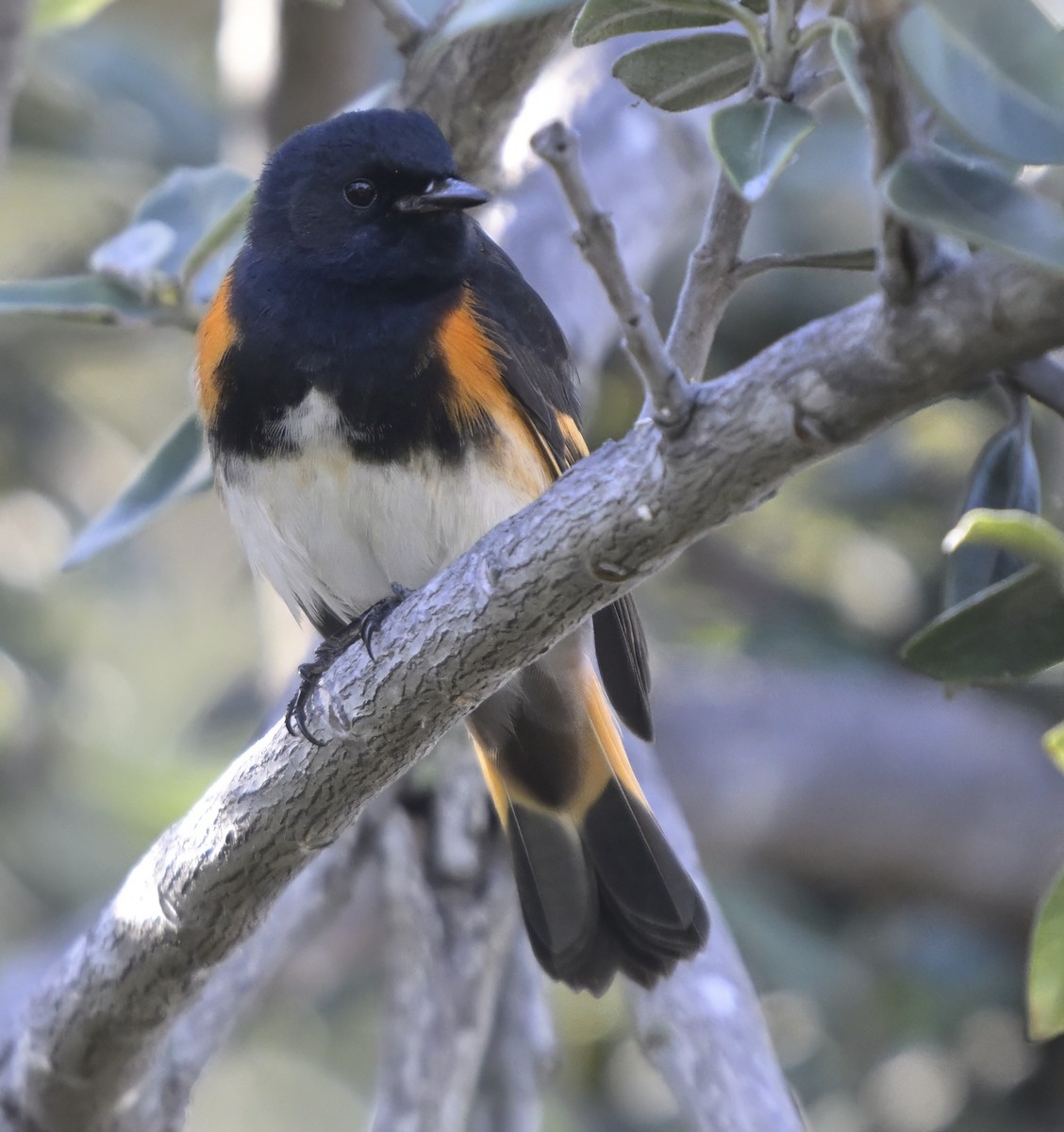 Kızıl Kuyruklu Ötleğen - ML647522320