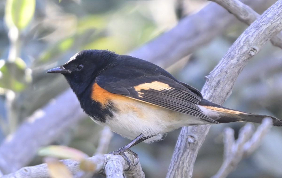 Kızıl Kuyruklu Ötleğen - ML647522321