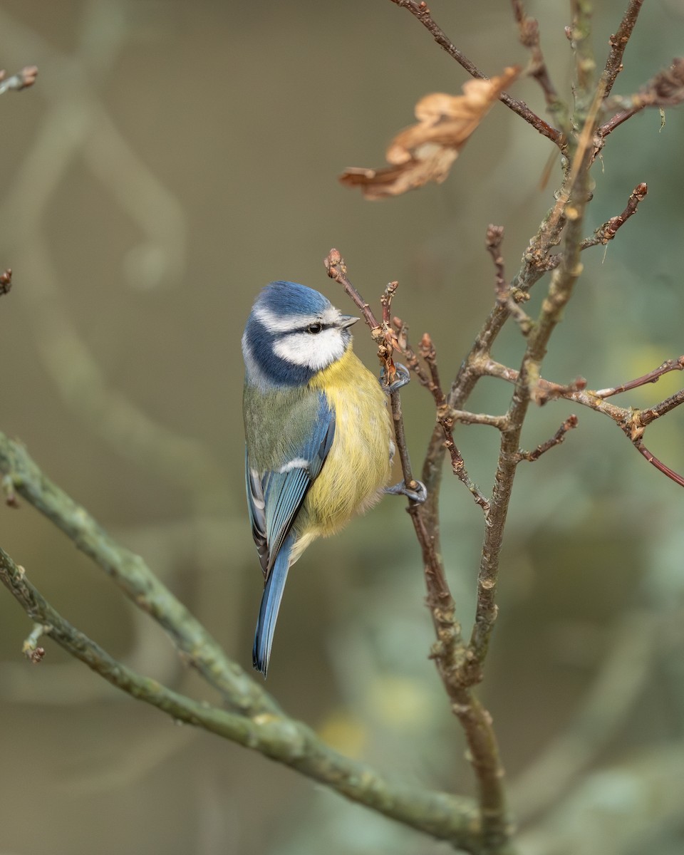 Eurasian Blue Tit - ML647522326