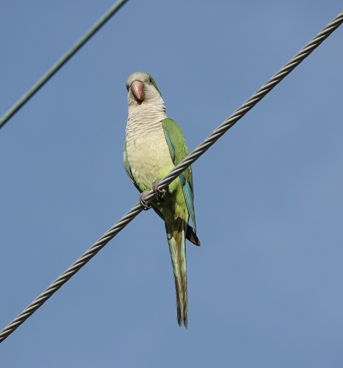 Mönchssittich - ML647522347