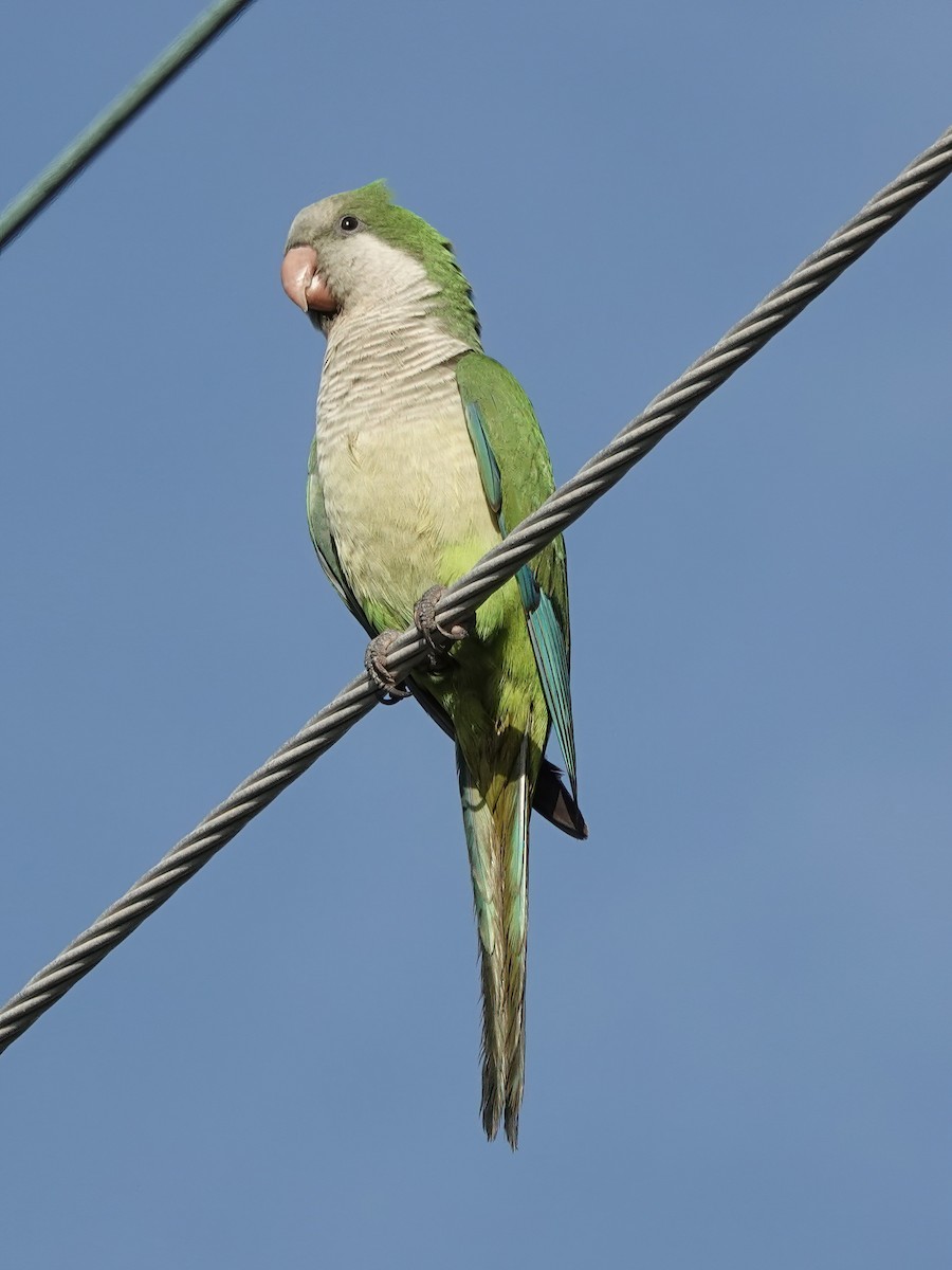 Mönchssittich - ML647522348