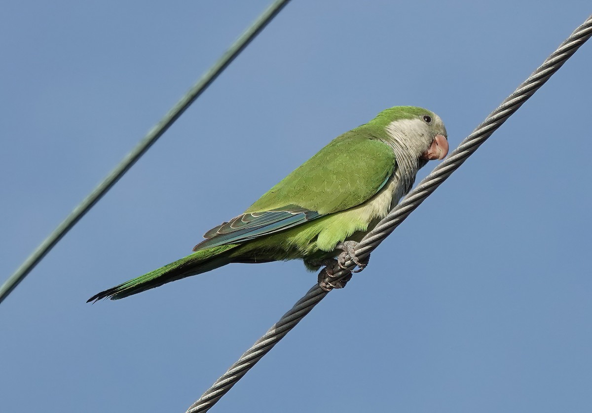 Mönchssittich - ML647522349