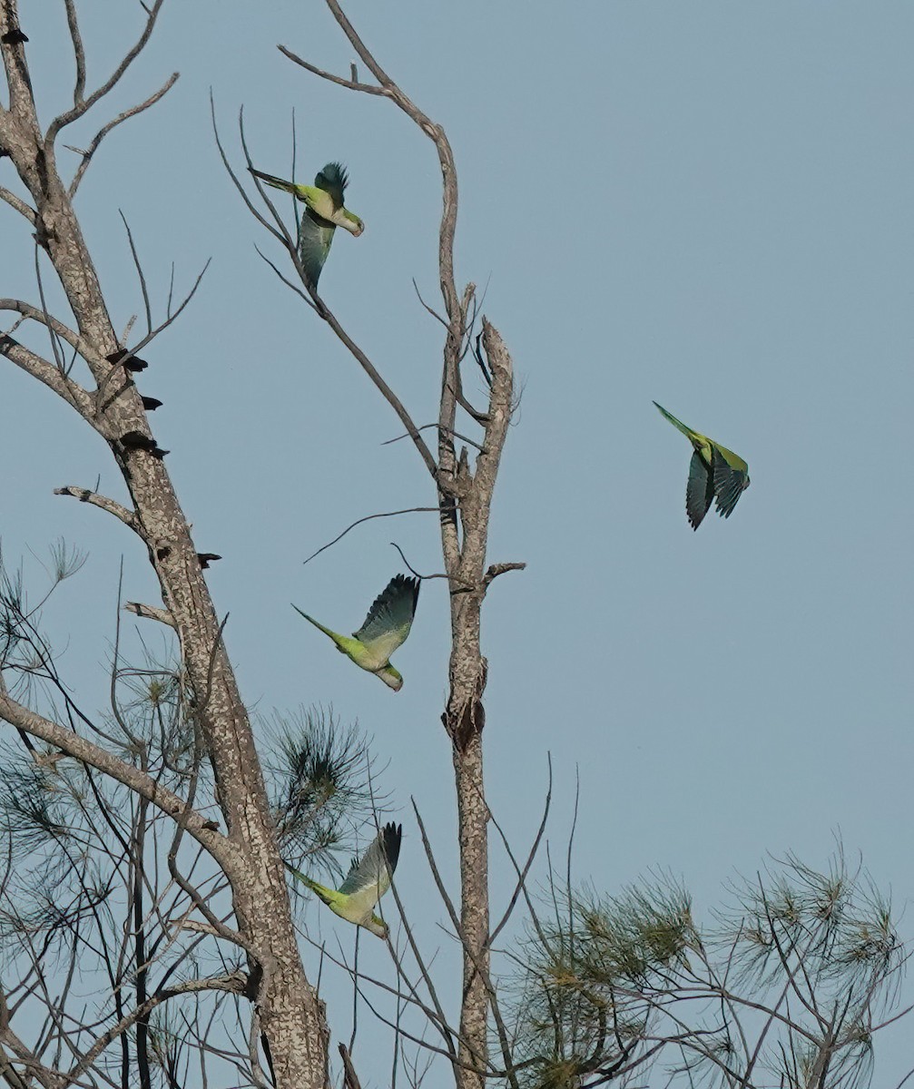 Mönchssittich - ML647522350