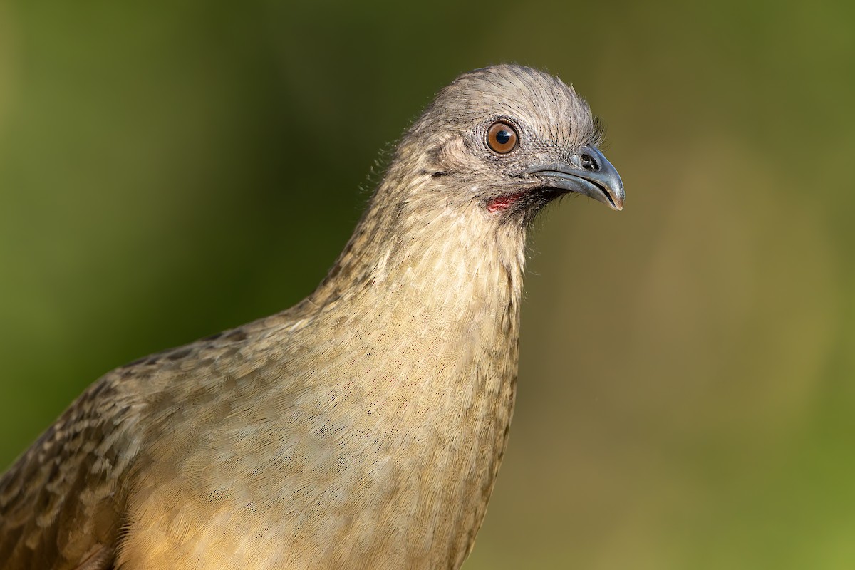 Plain Chachalaca - ML647522354