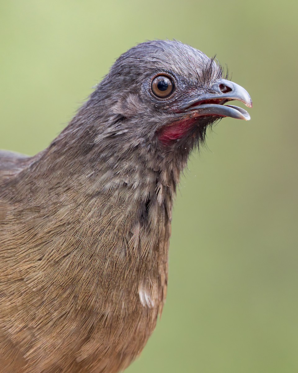 Plain Chachalaca - ML647522355