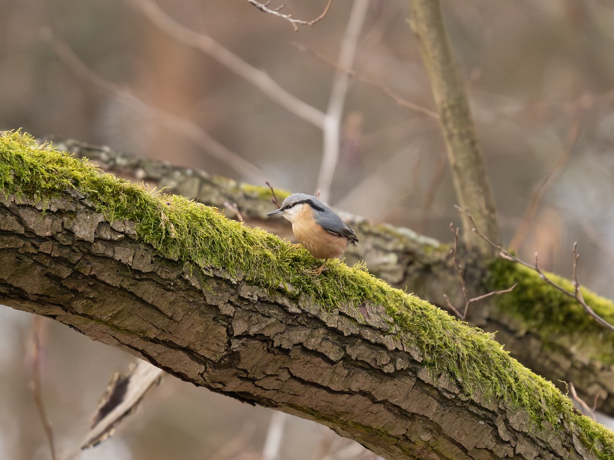 Eurasian Nuthatch - ML647522393