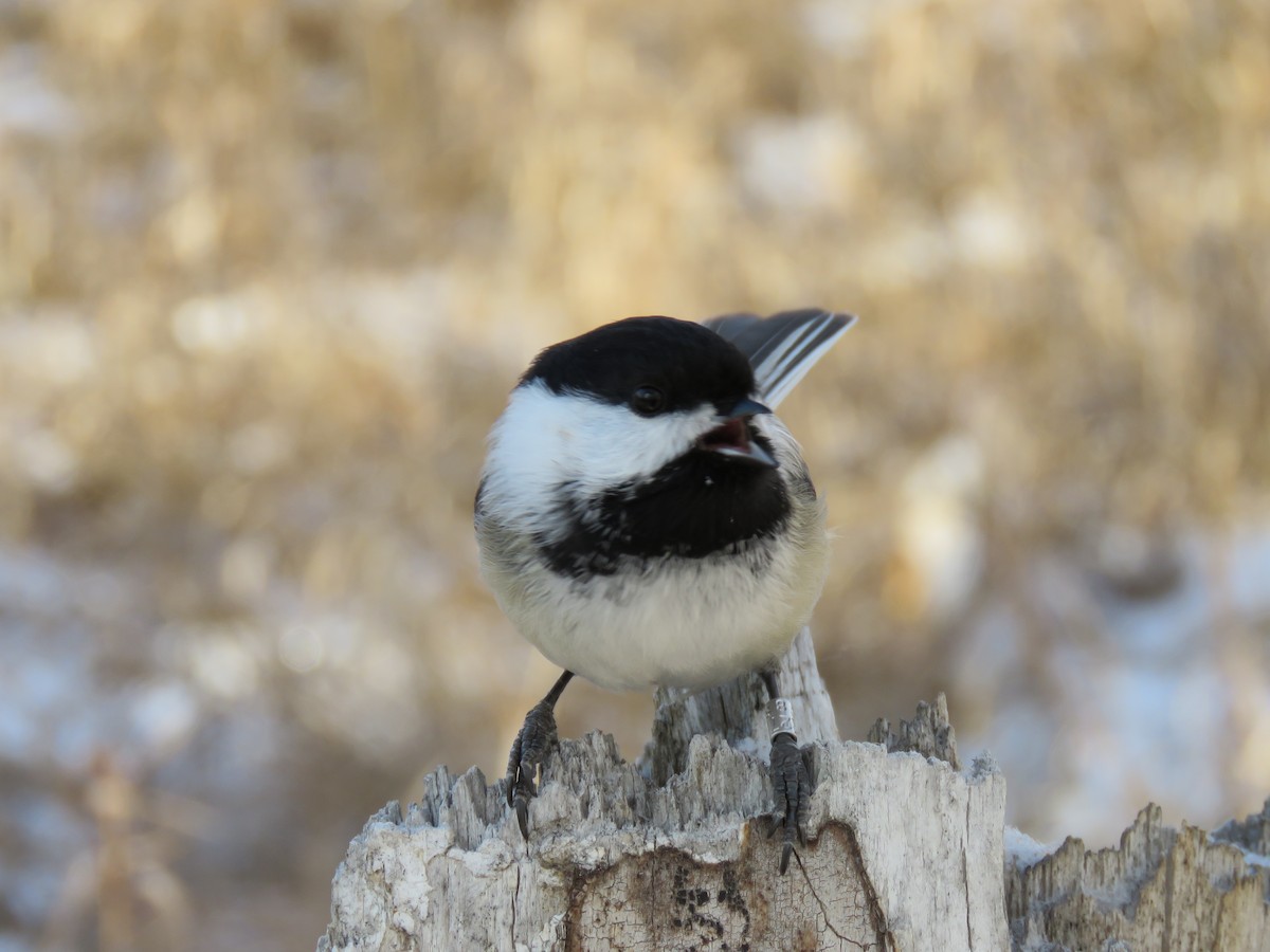 Гаїчка світлокрила - ML647522399