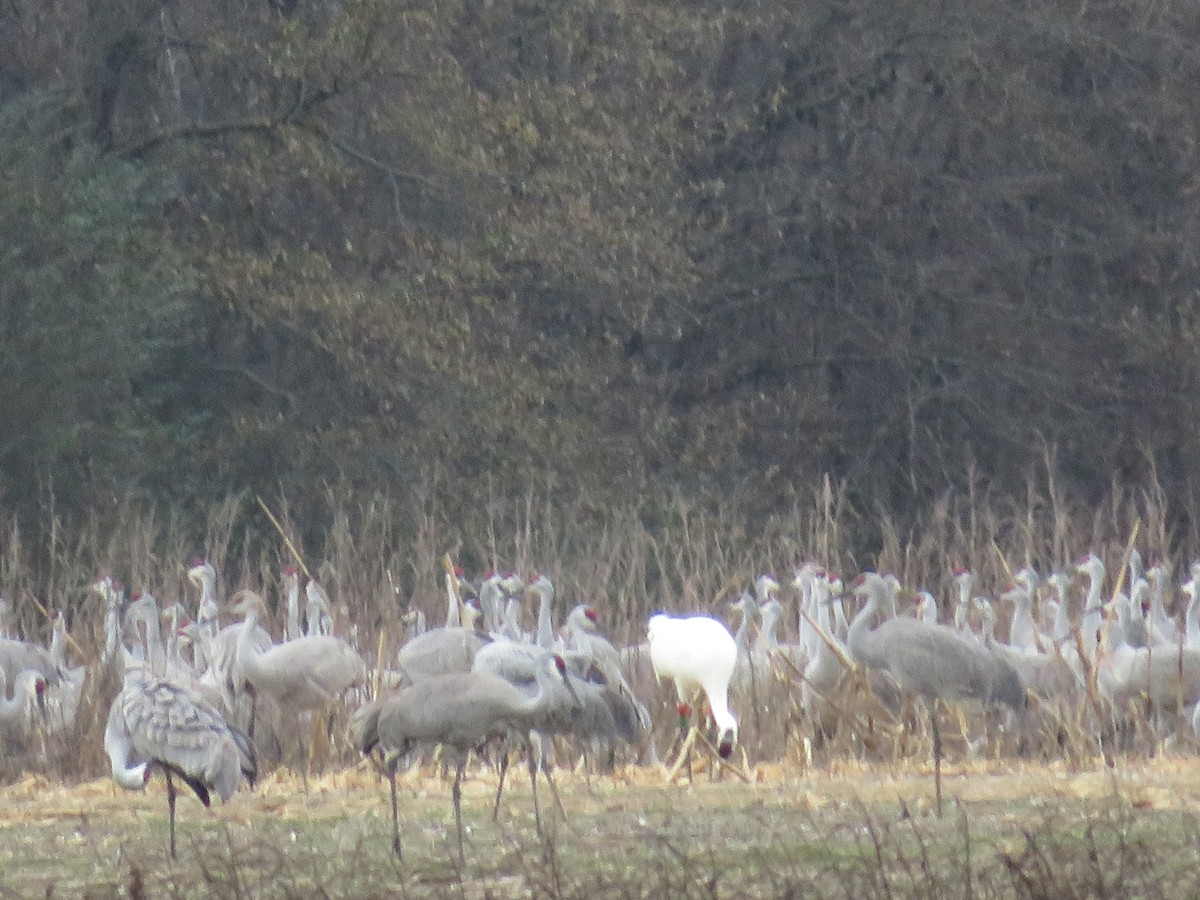 jeřáb americký - ML647522403