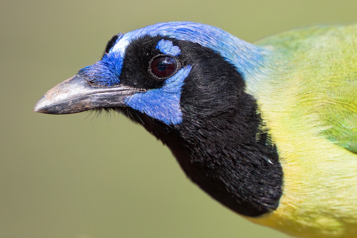 Green Jay - ML647522406