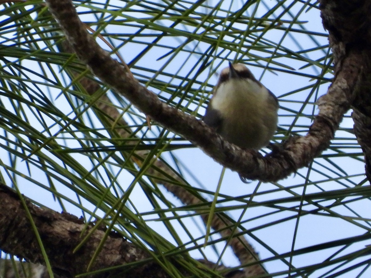Brown-headed Nuthatch - ML647522407