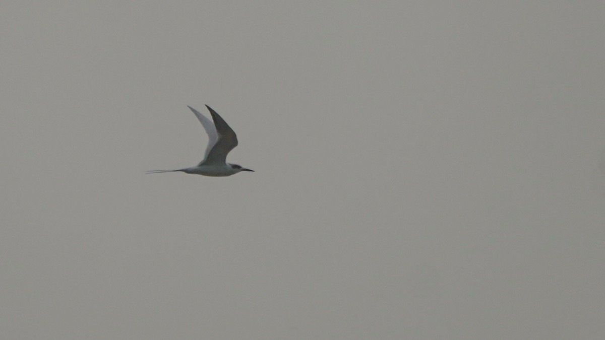 Forster's Tern - ML647522409
