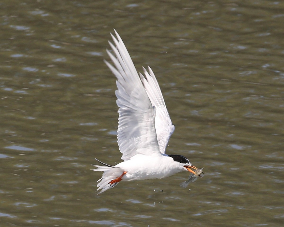 Forster's Tern - ML647522411