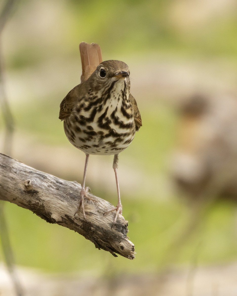 קיכלי חלוד-זנב - ML647522419