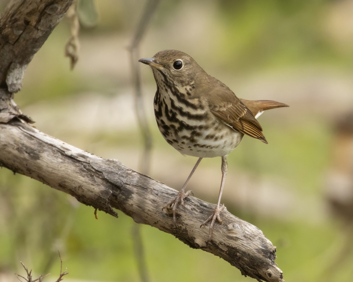 קיכלי חלוד-זנב - ML647522420
