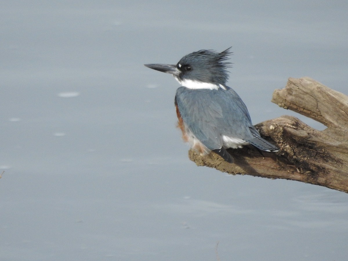 שלדג אמריקני - ML647522435