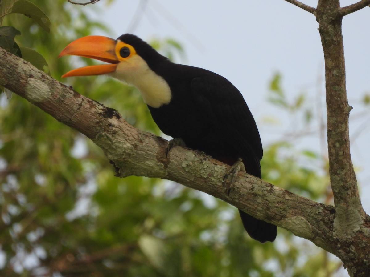 Toco Toucan - ML647522441