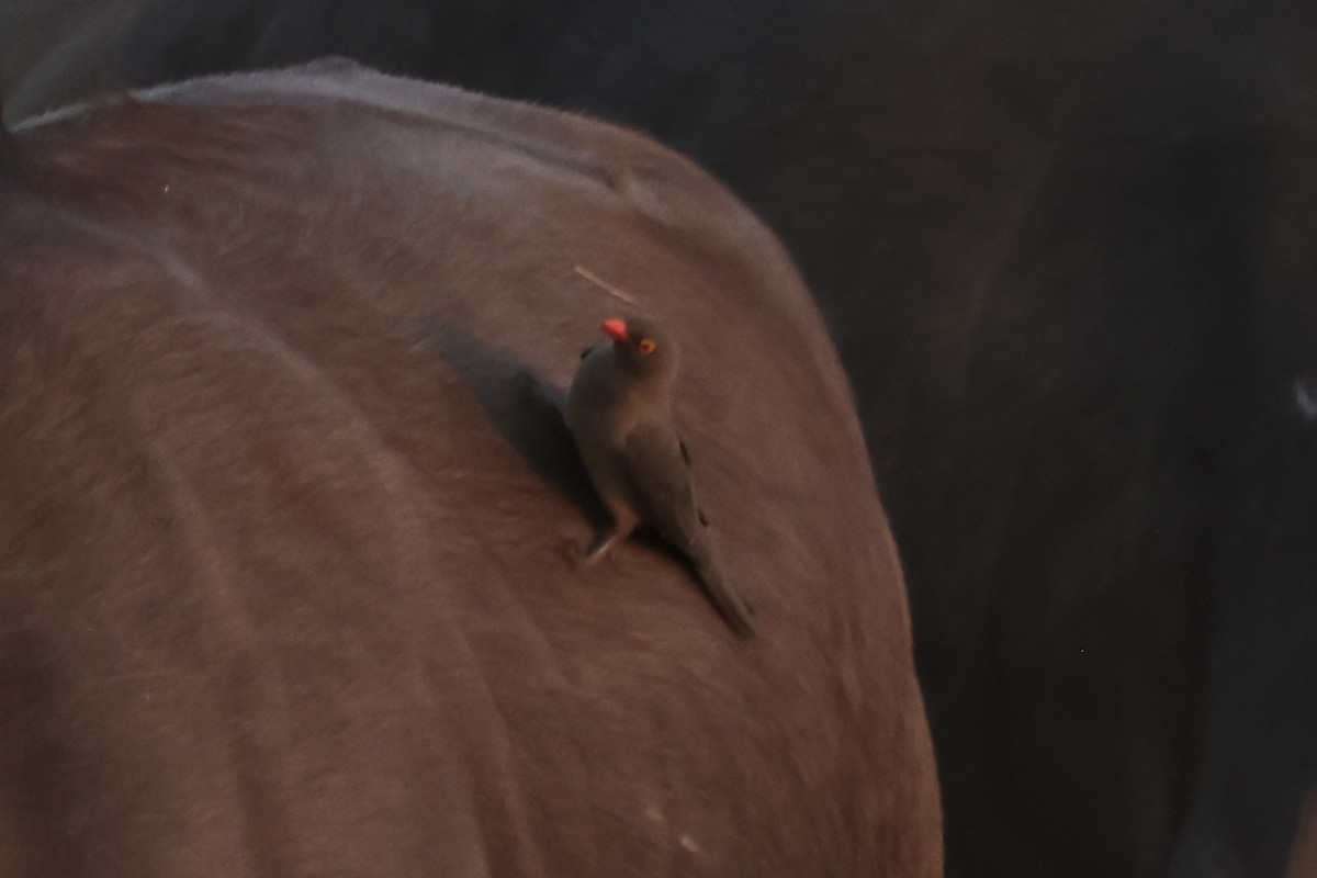 rødnebboksehakker - ML647522455