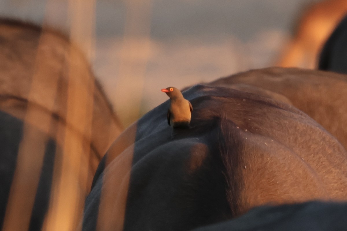 rødnebboksehakker - ML647522456