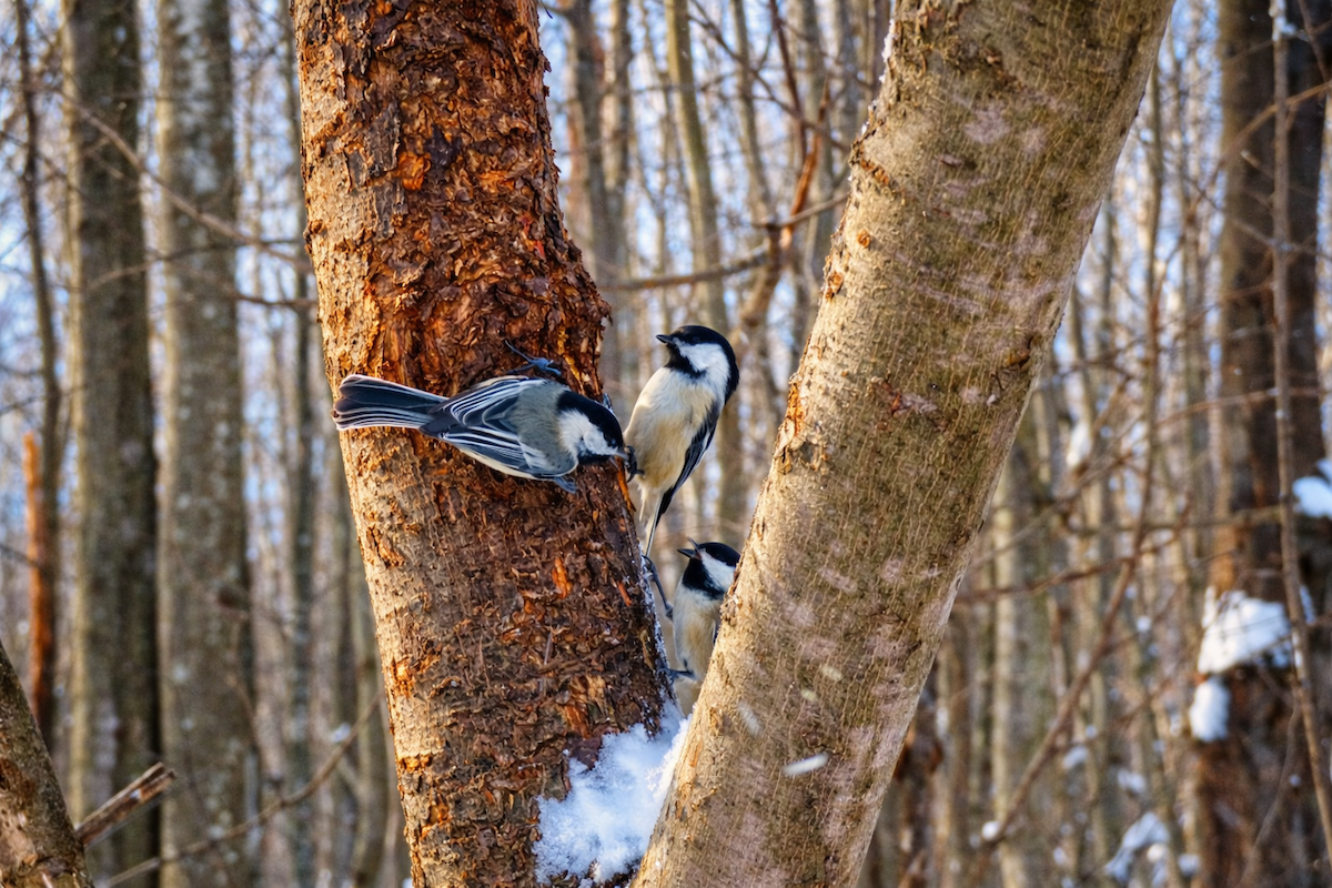 Гаїчка світлокрила - ML647522457