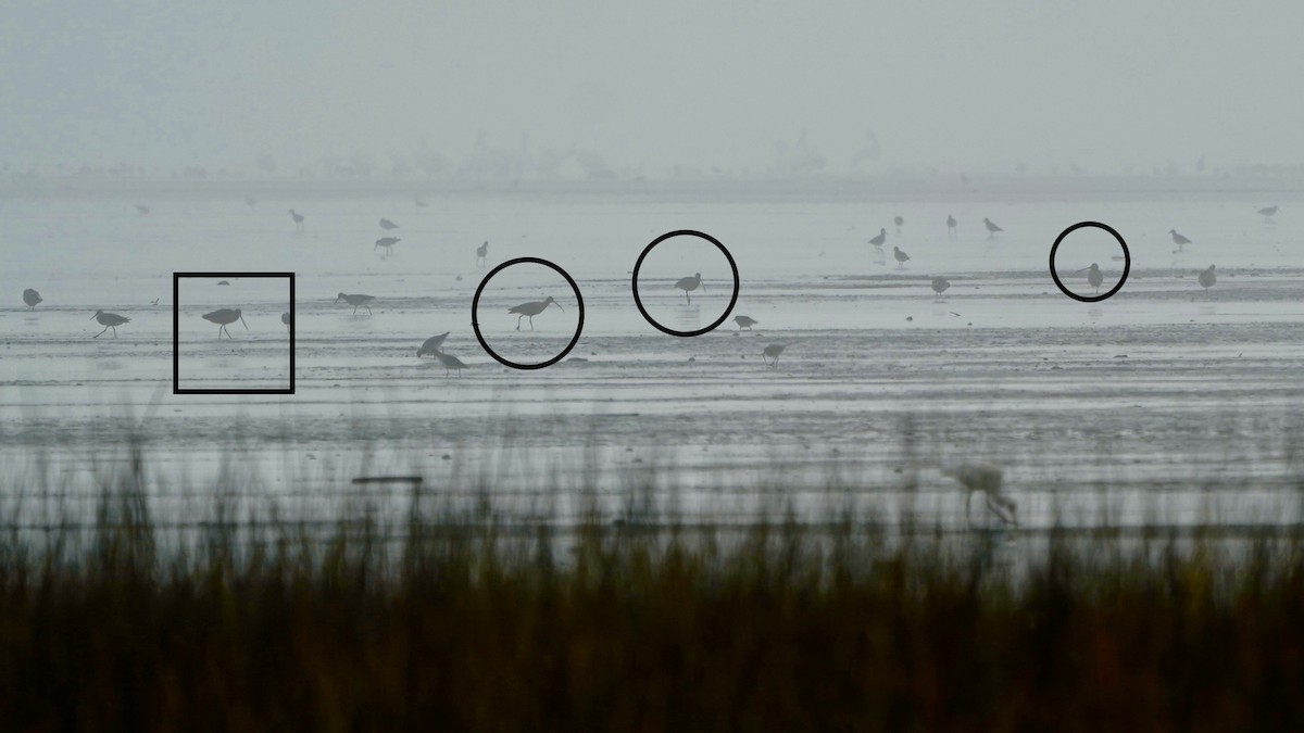 Marbled Godwit - ML647522484