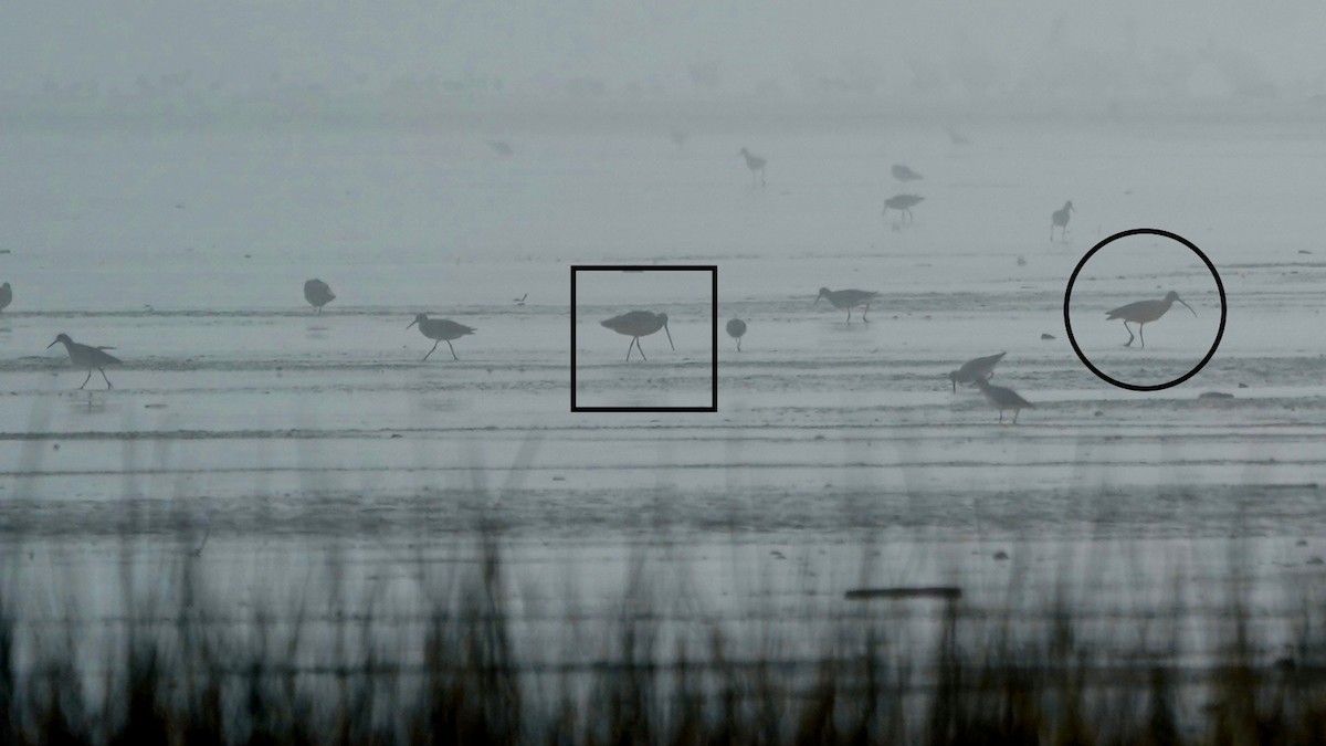 Marbled Godwit - ML647522491