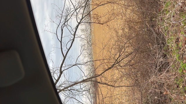 Гуска біла - ML647522492