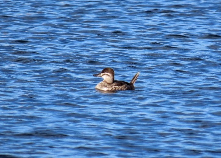 Amerika Dikkuyruğu - ML647522514