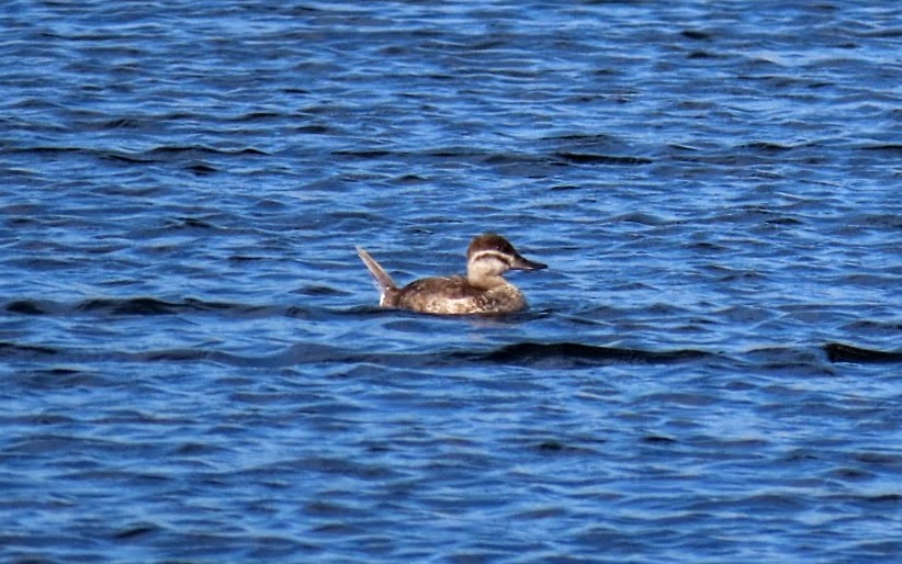 Amerika Dikkuyruğu - ML647522527