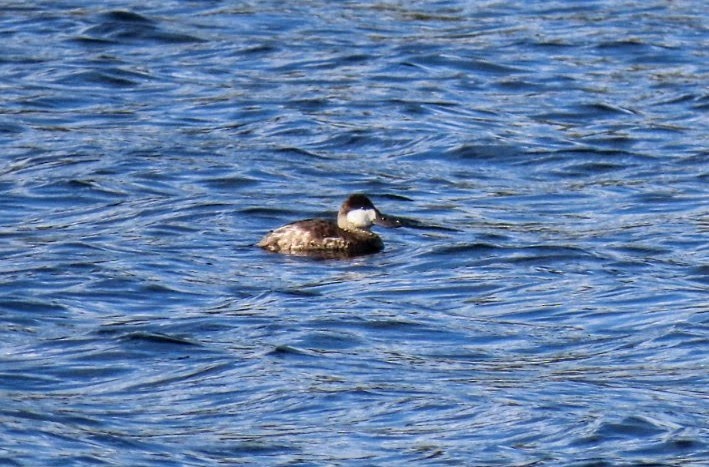 Amerika Dikkuyruğu - ML647522535