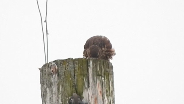 Підсоколик малий - ML647522555