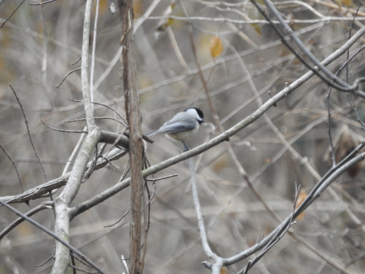Carolina Chickadee - ML647522569