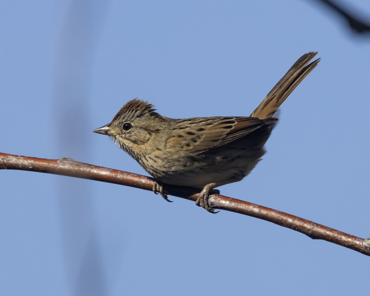 Lincoln's Sparrow - ML647522576