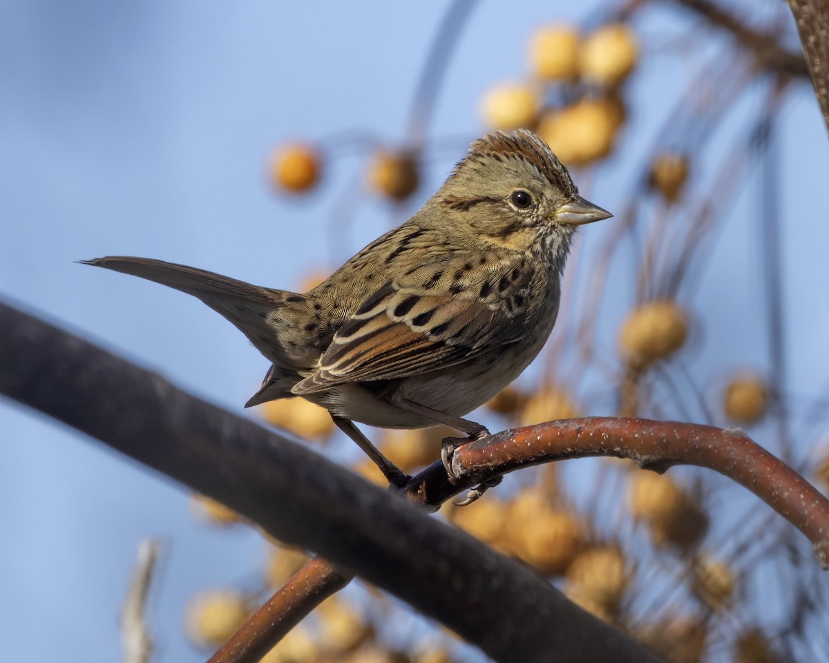 Lincoln's Sparrow - ML647522577