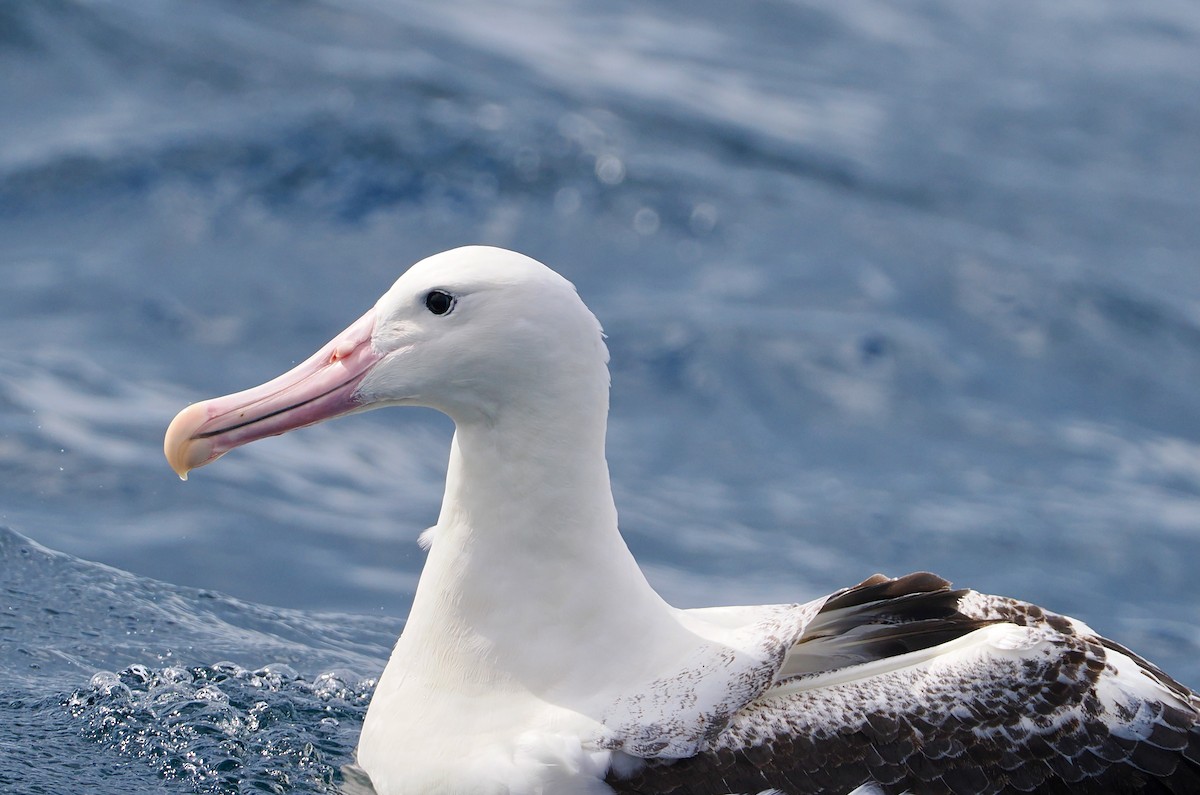 Southern Royal Albatross - ML647522598