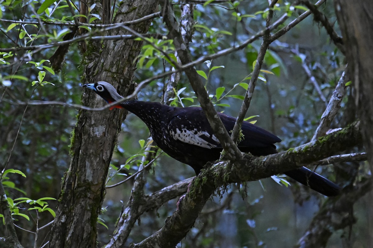Black-fronted Piping-Guan - ML647522615