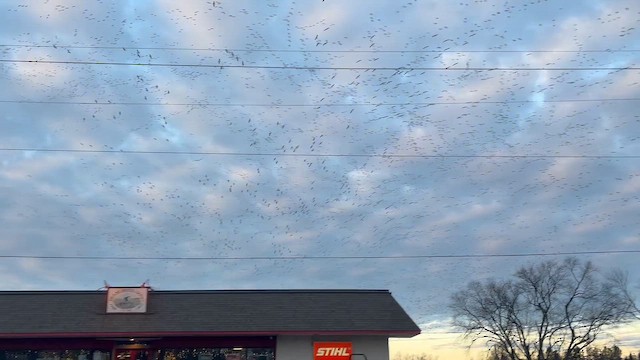 Гуска біла - ML647522623