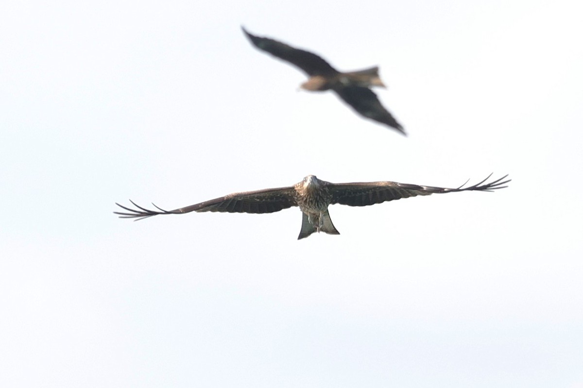 svartglente (migrans gr.) - ML647522625