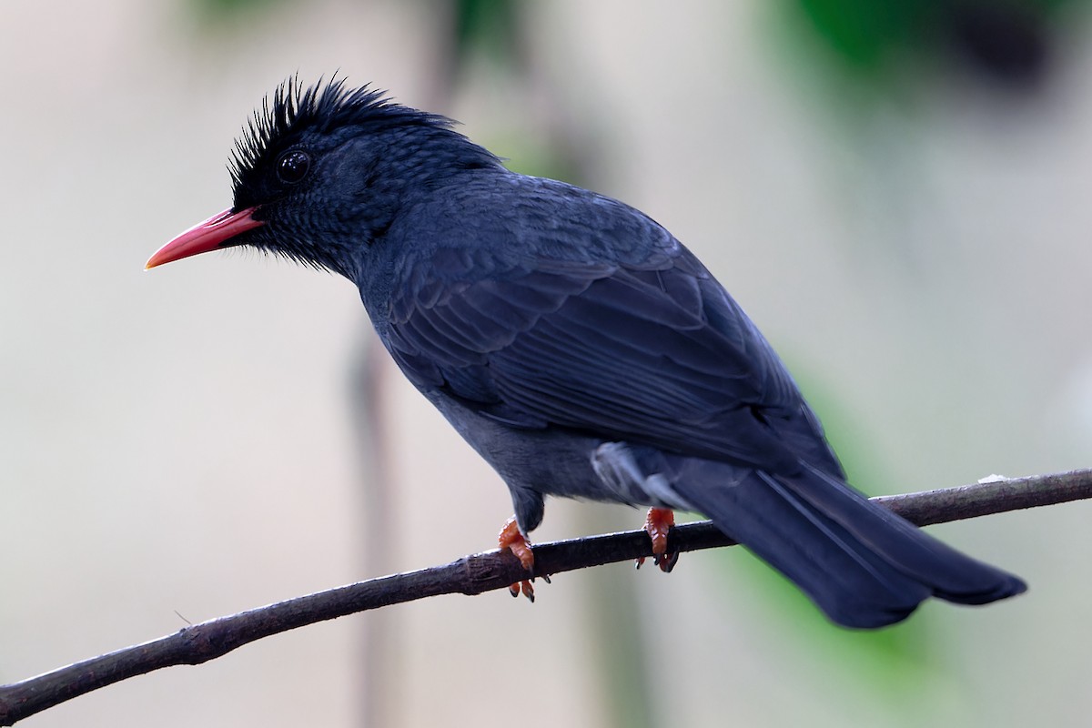 Square-tailed Bulbul - ML647522634