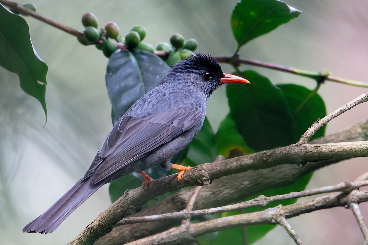 Square-tailed Bulbul - ML647522638
