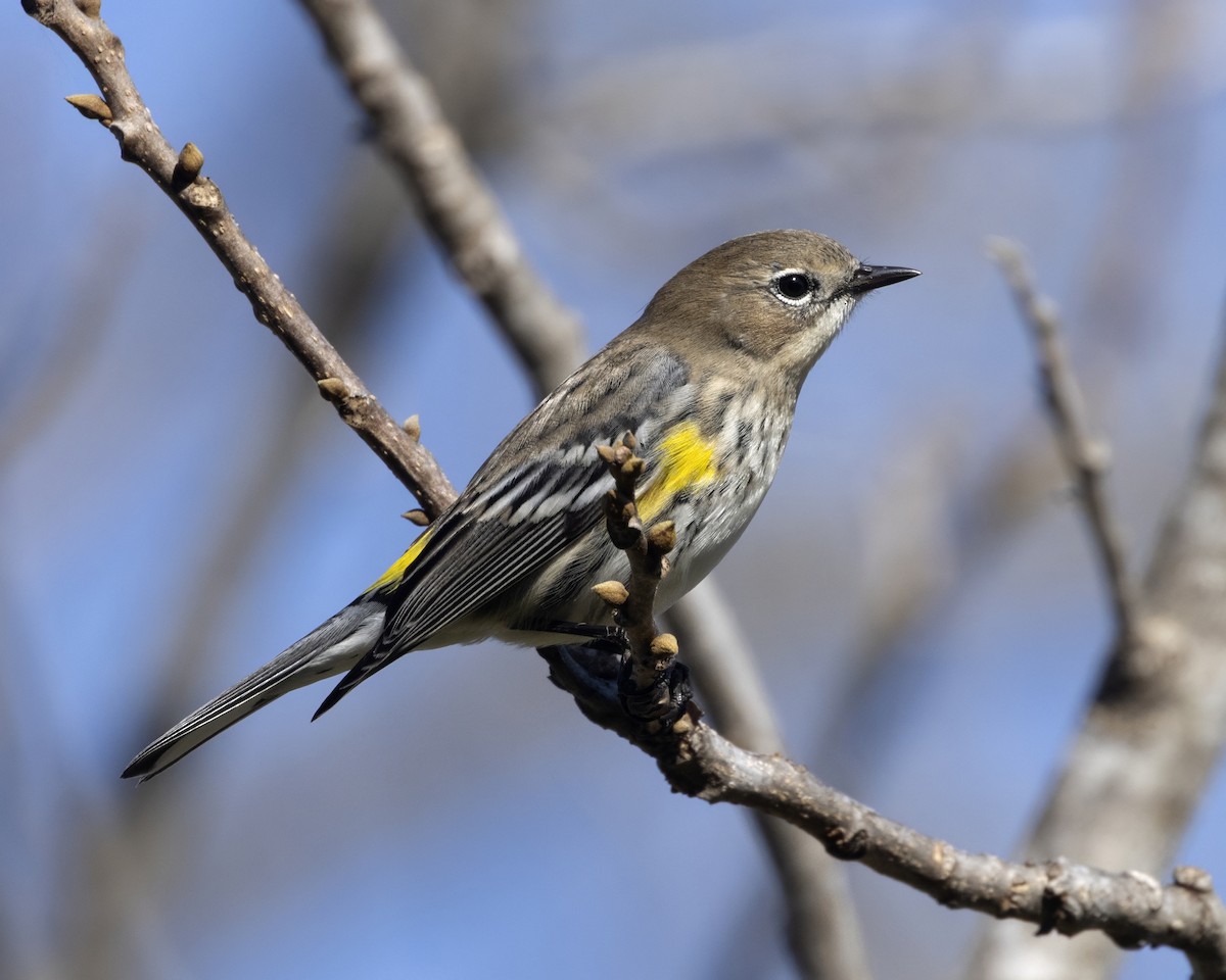 Yellow-rumped Warbler - ML647522642