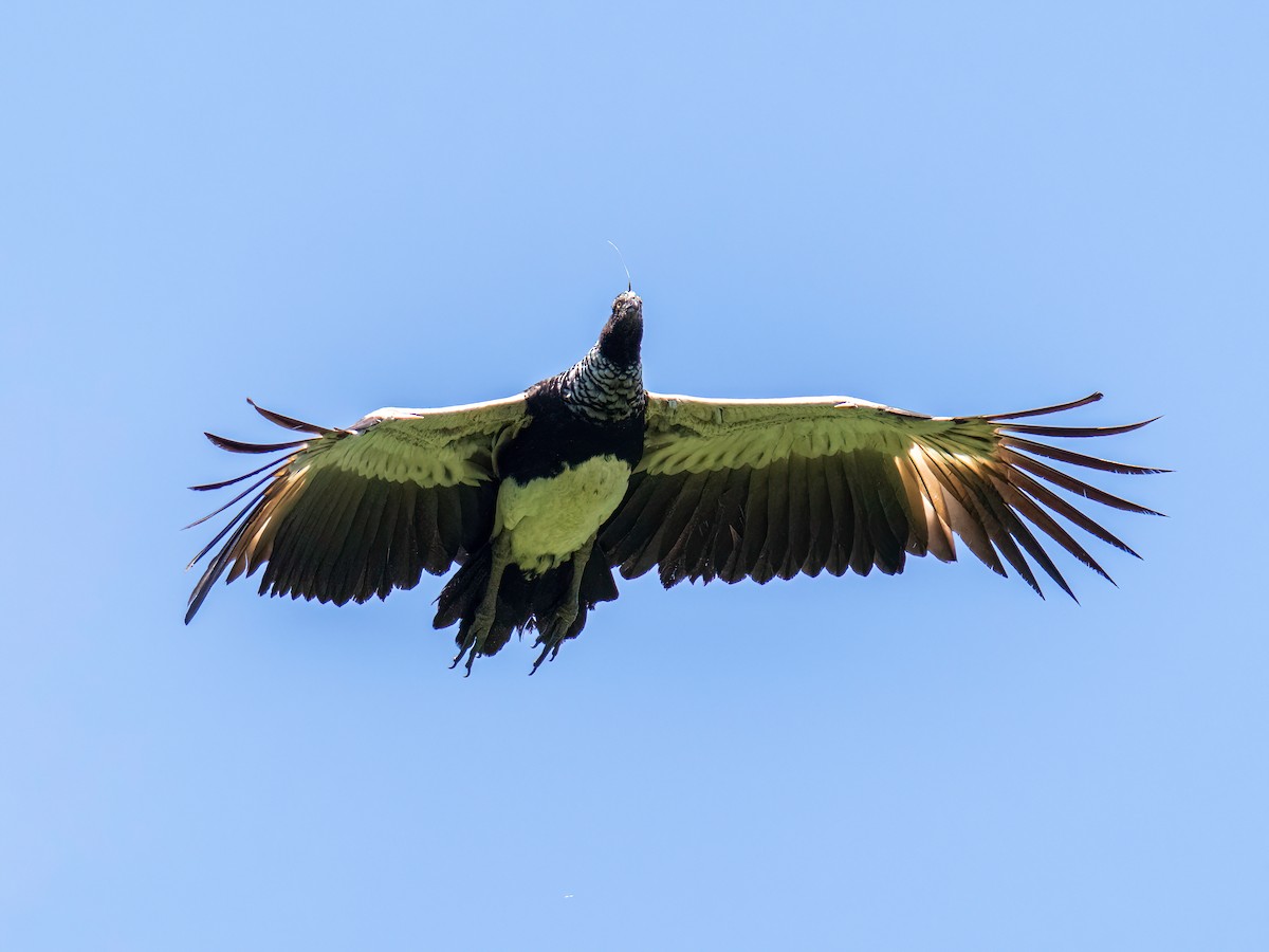 Horned Screamer - ML647522643